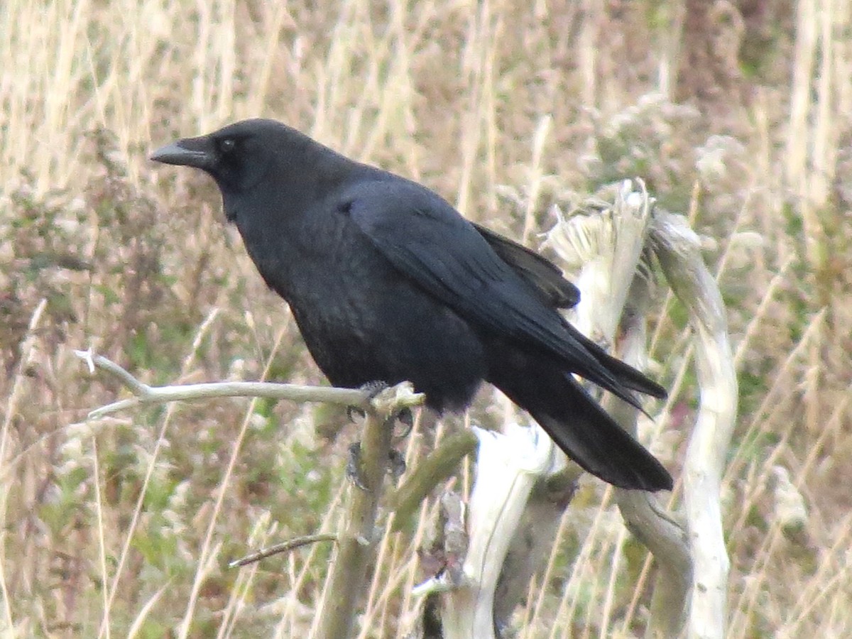 American Crow - ML644672309