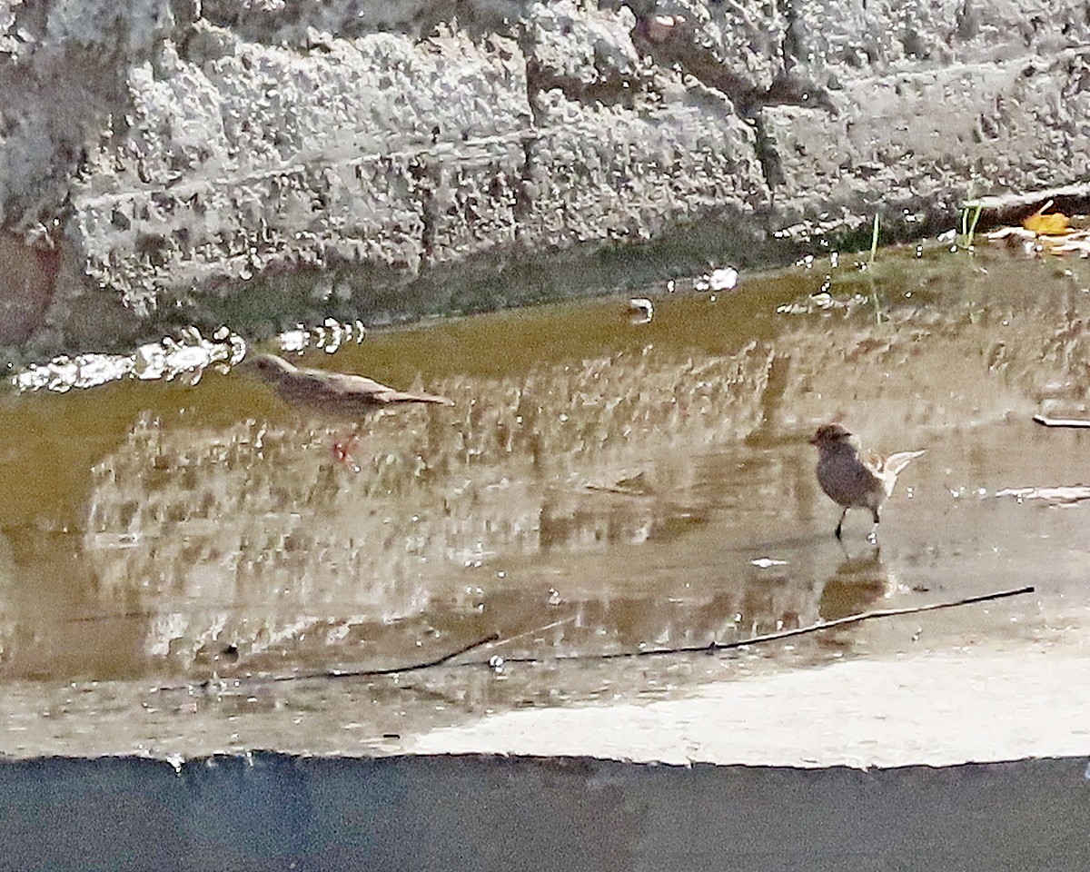 Chipping Sparrow - ML644672310