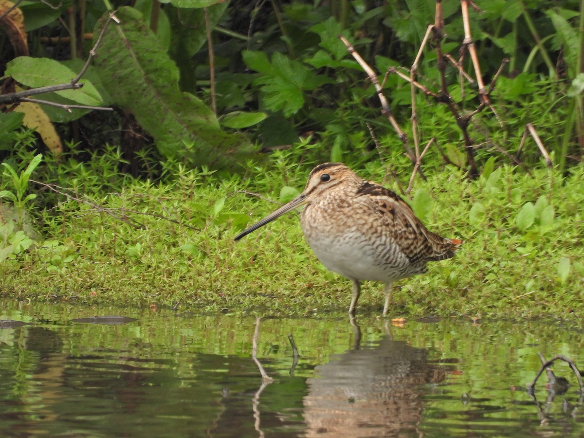 大地鷸 - ML644672312