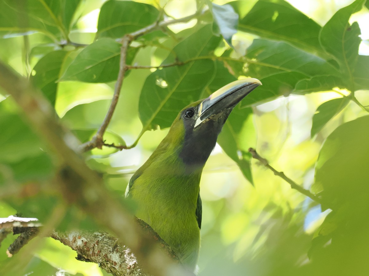 Northern Emerald-Toucanet (Blue-throated) - ML644672313