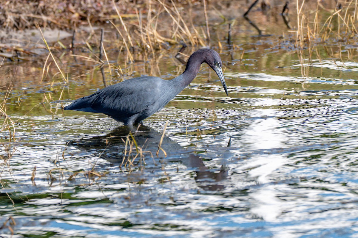 Little Blue Heron - ML644672314