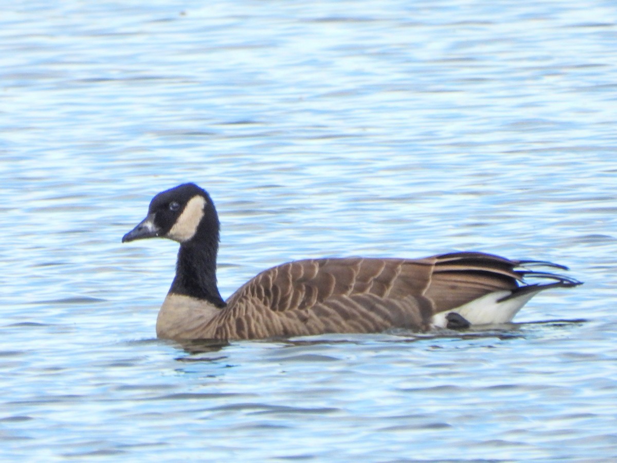 Canada Goose - ML644672324