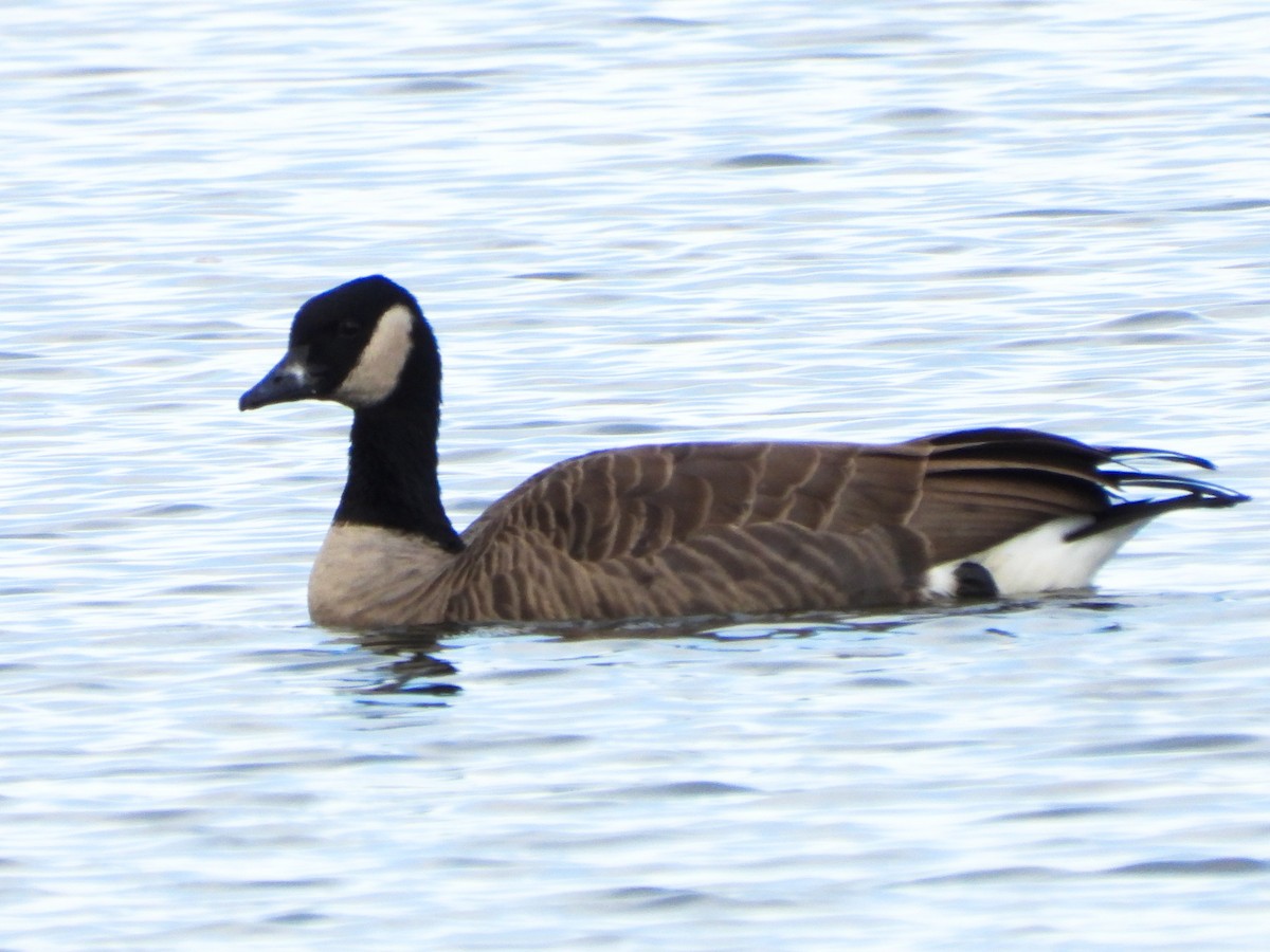 Canada Goose - ML644672325