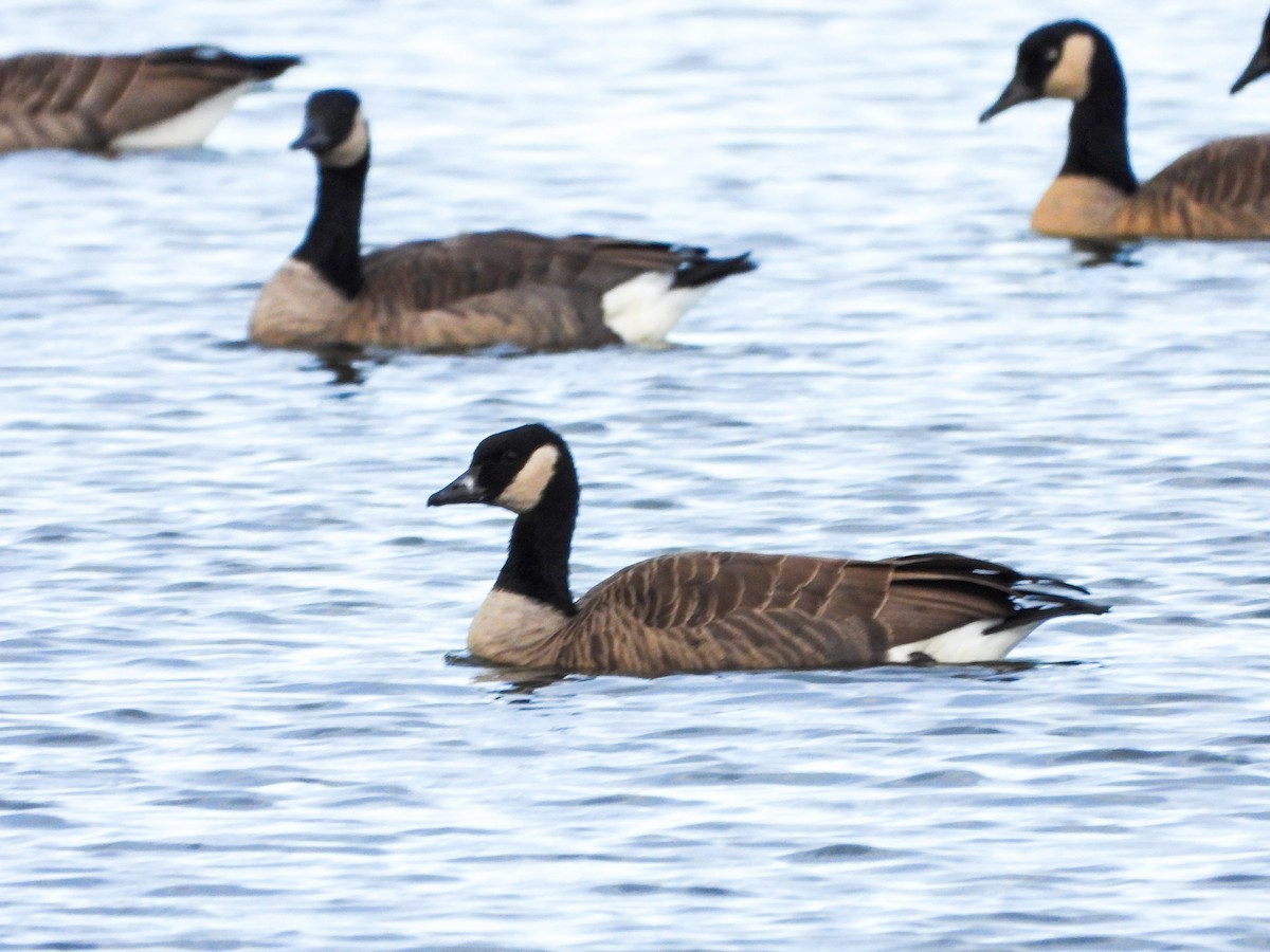 Canada Goose - ML644672326