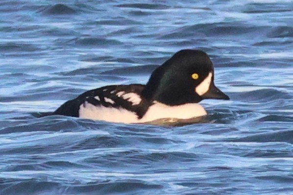 Murgilari islandiarra - ML644672330