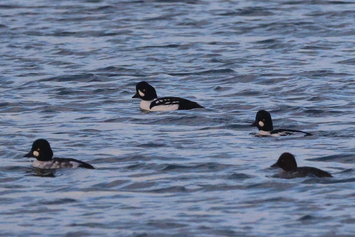 Murgilari islandiarra - ML644672331