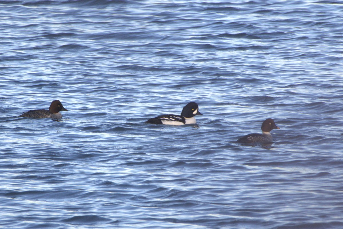 Murgilari islandiarra - ML644672332