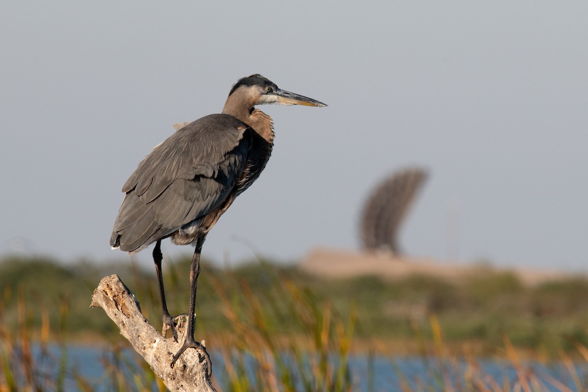 Great Blue Heron - ML644672346