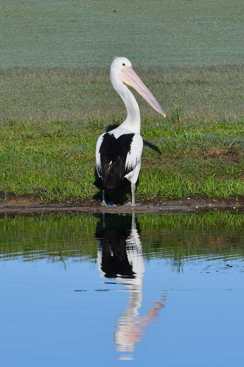 Australian Pelican - ML644672350