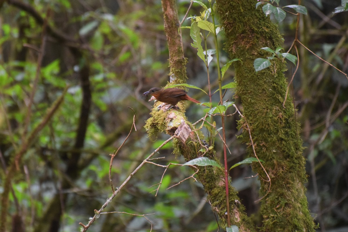 Пестрогрудый лесовик - ML644672351