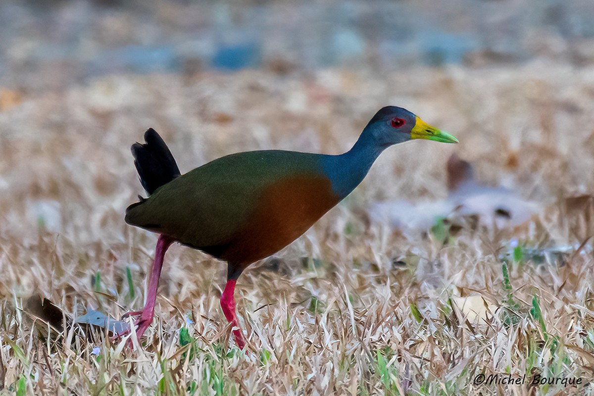 Cayenneralle - ML644672362