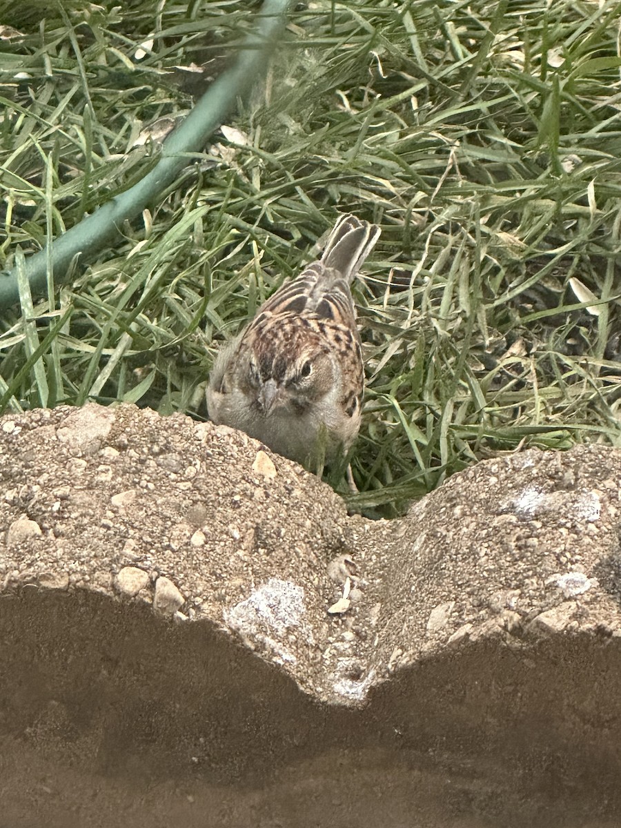 Chipping Sparrow - ML644672367