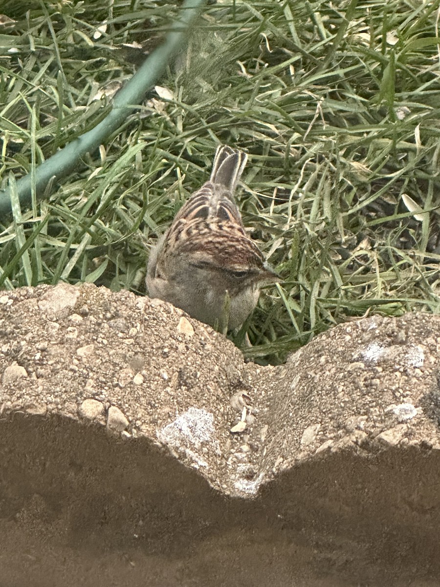 Chipping Sparrow - ML644672368