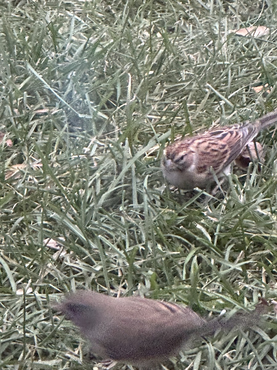 Chipping Sparrow - ML644672369