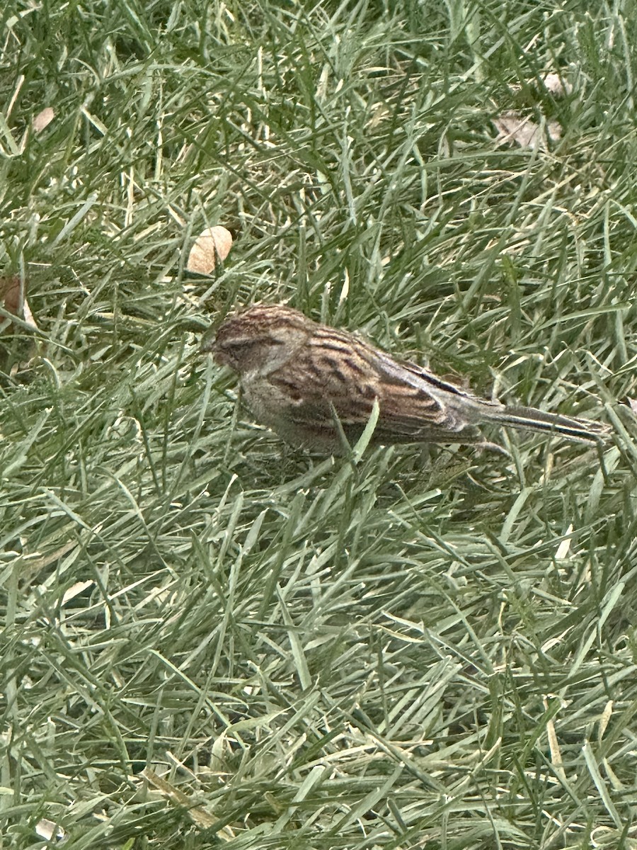 Chipping Sparrow - ML644672370