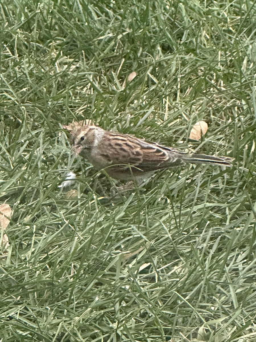 Chipping Sparrow - ML644672371