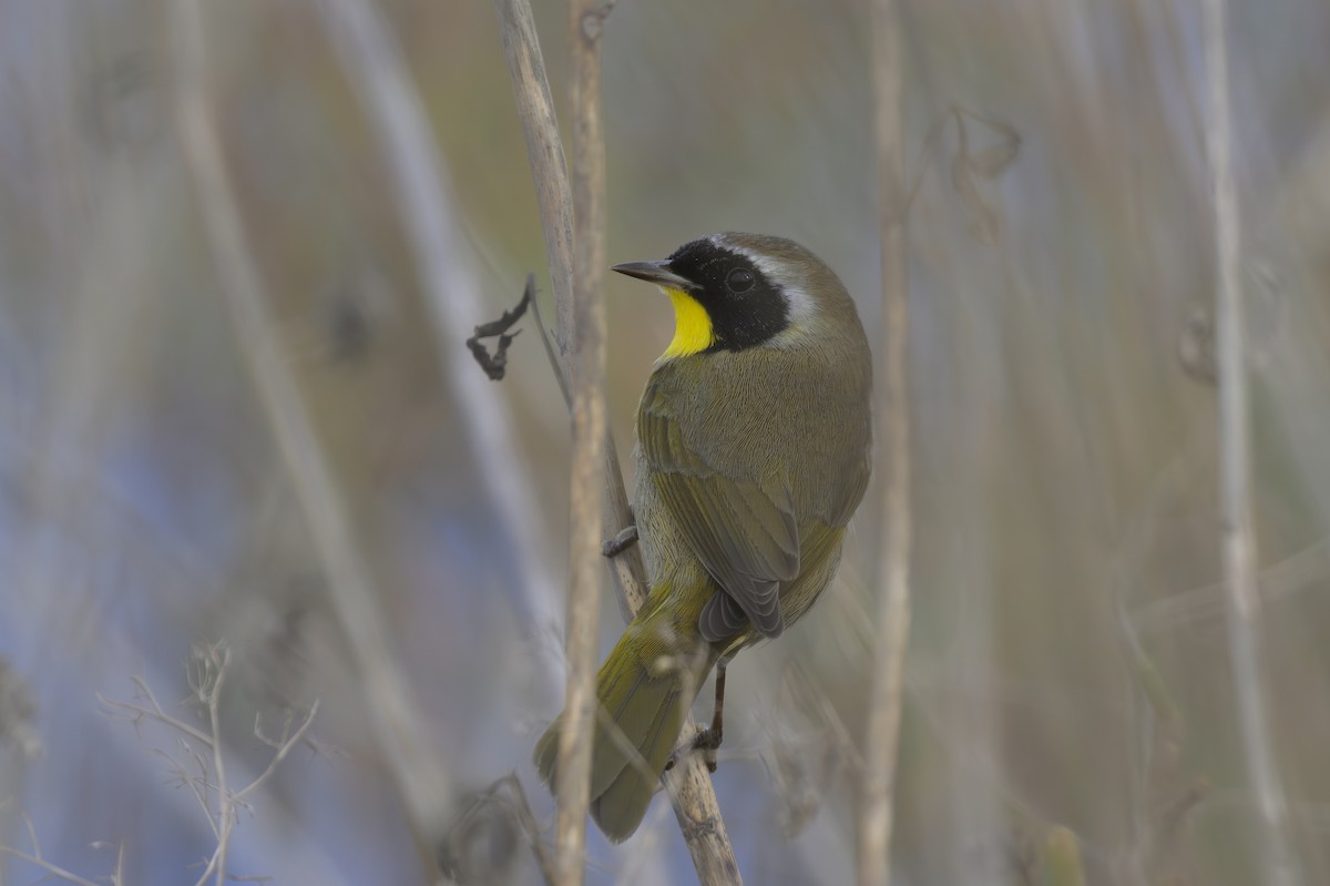 Common Yellowthroat - ML644672398