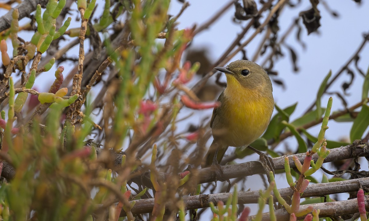 Common Yellowthroat - ML644672405