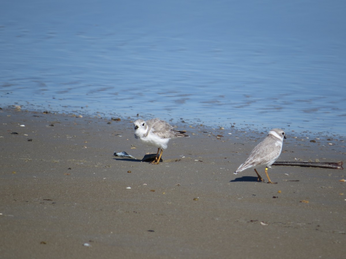 Piping Plover - ML644672408
