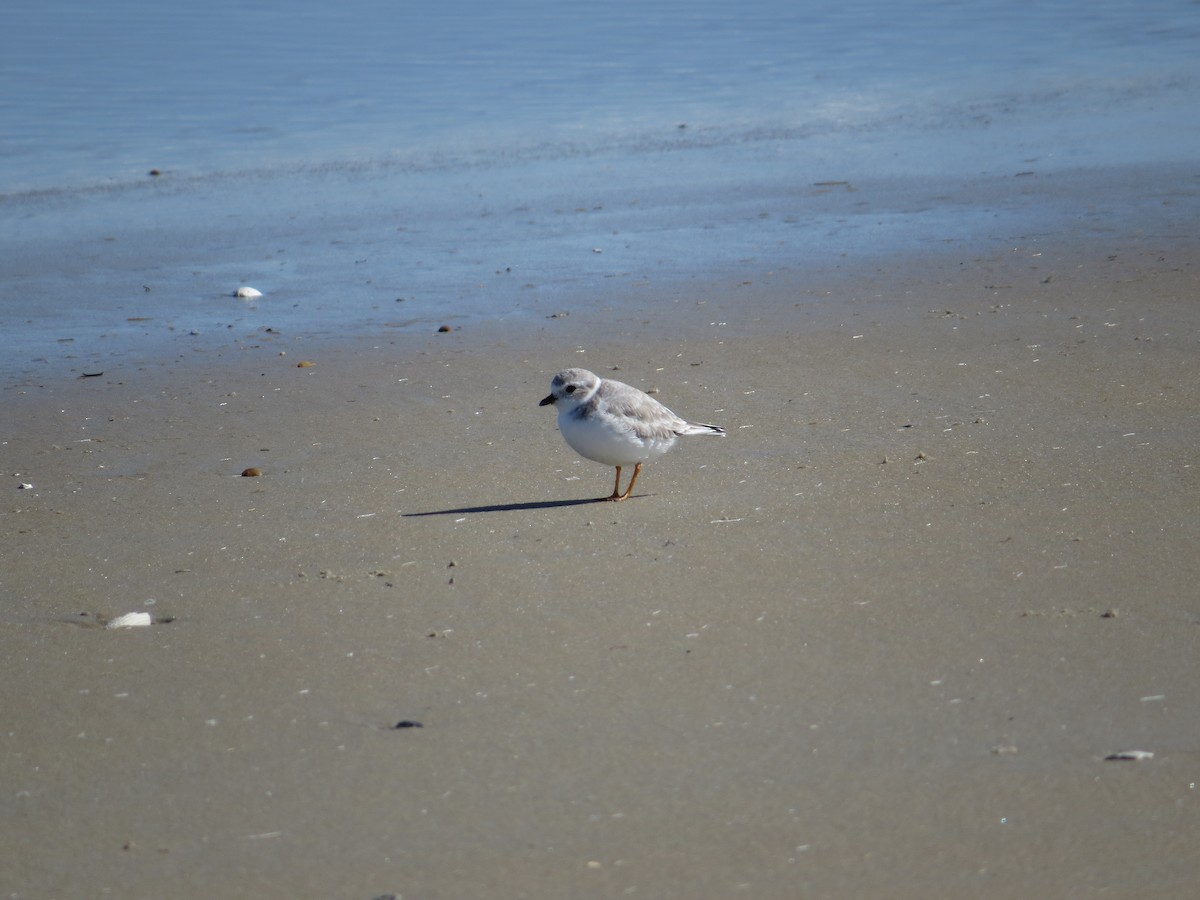 Piping Plover - ML644672411
