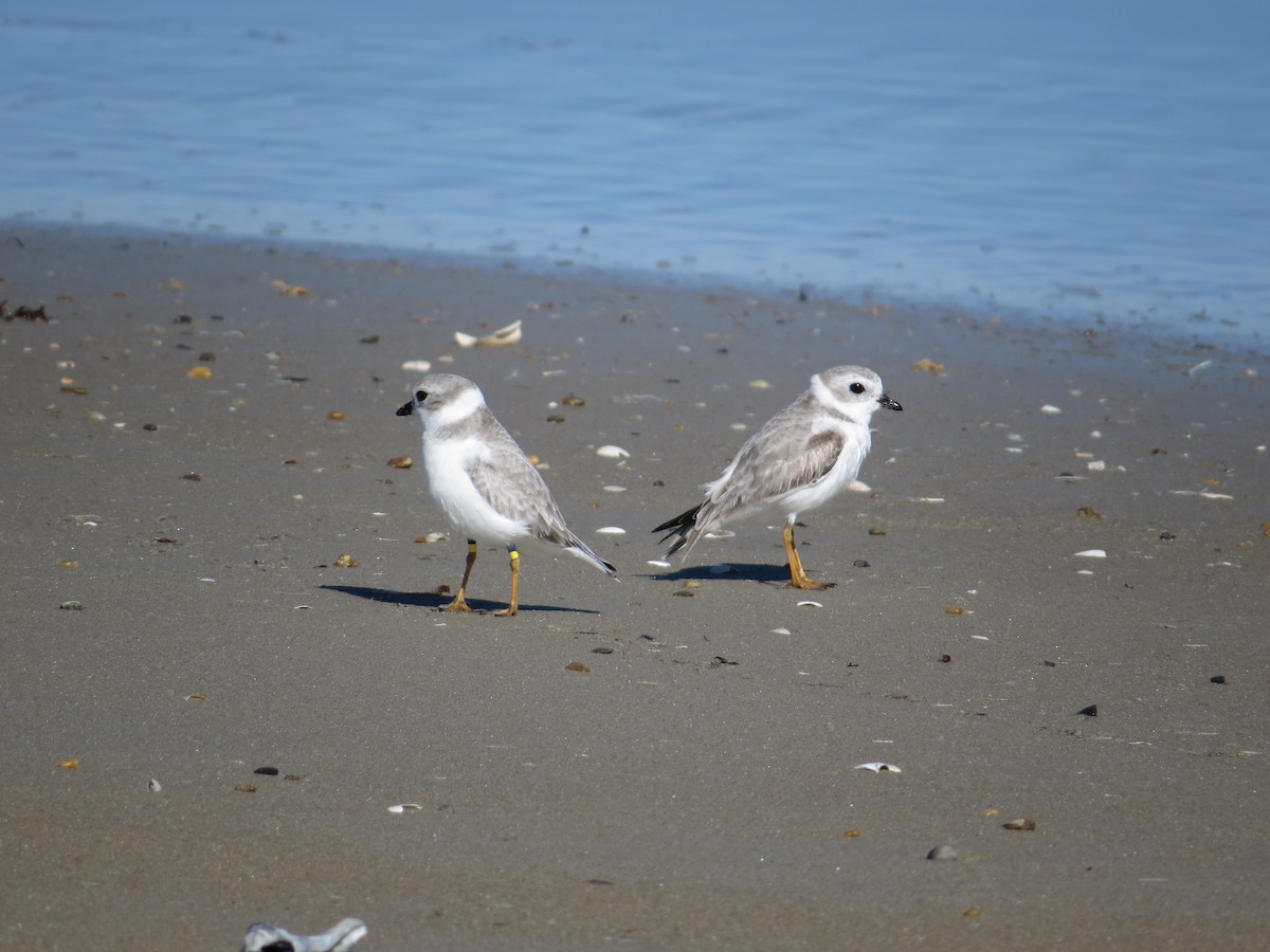 Piping Plover - ML644672412