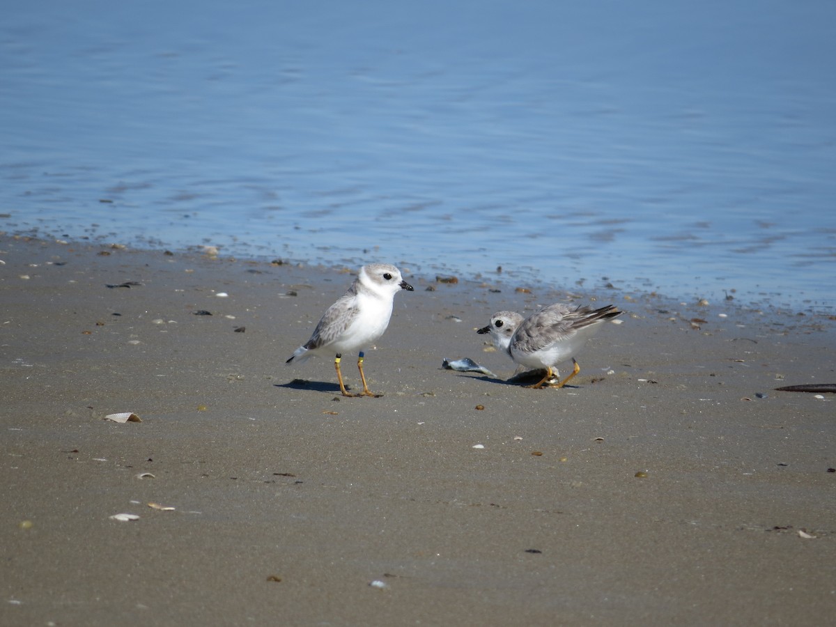 Piping Plover - ML644672413