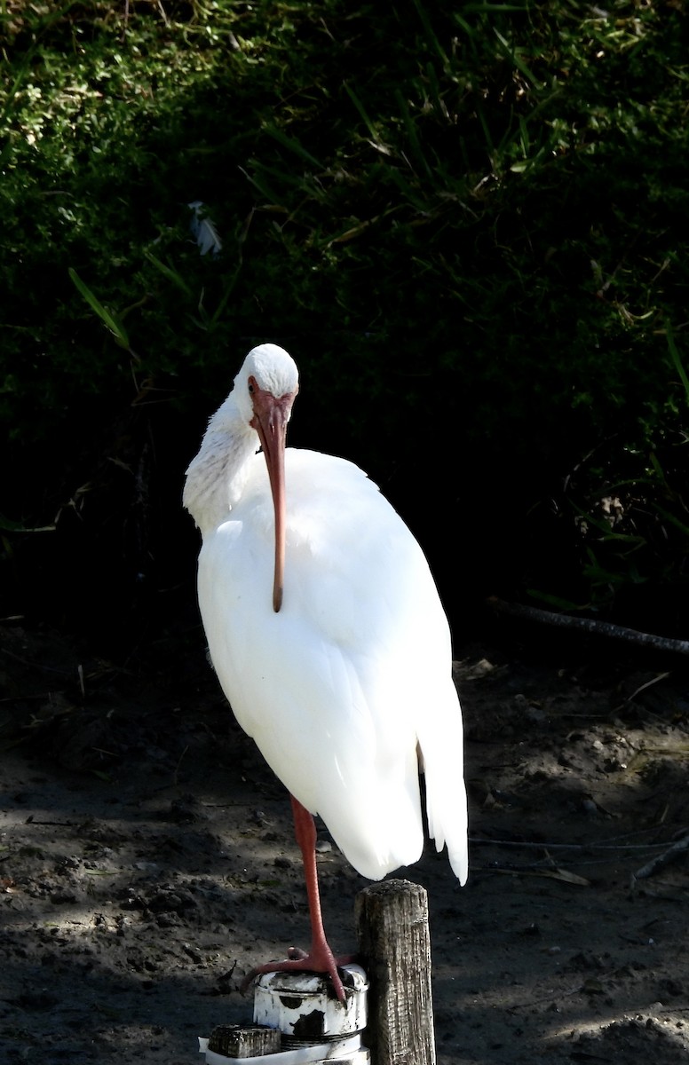 Ak Aynak - ML644672415