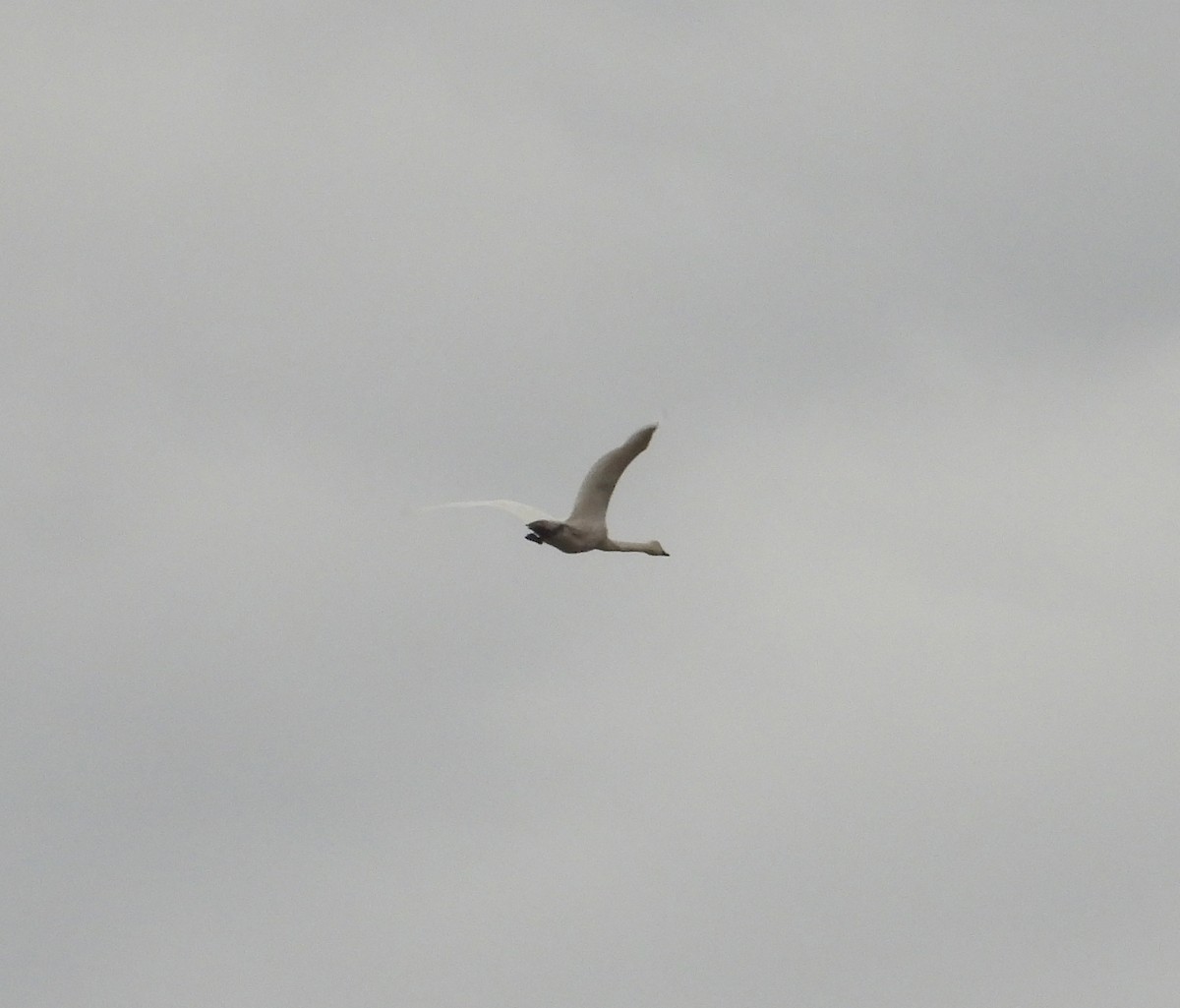 Американский лебедь - ML644672432