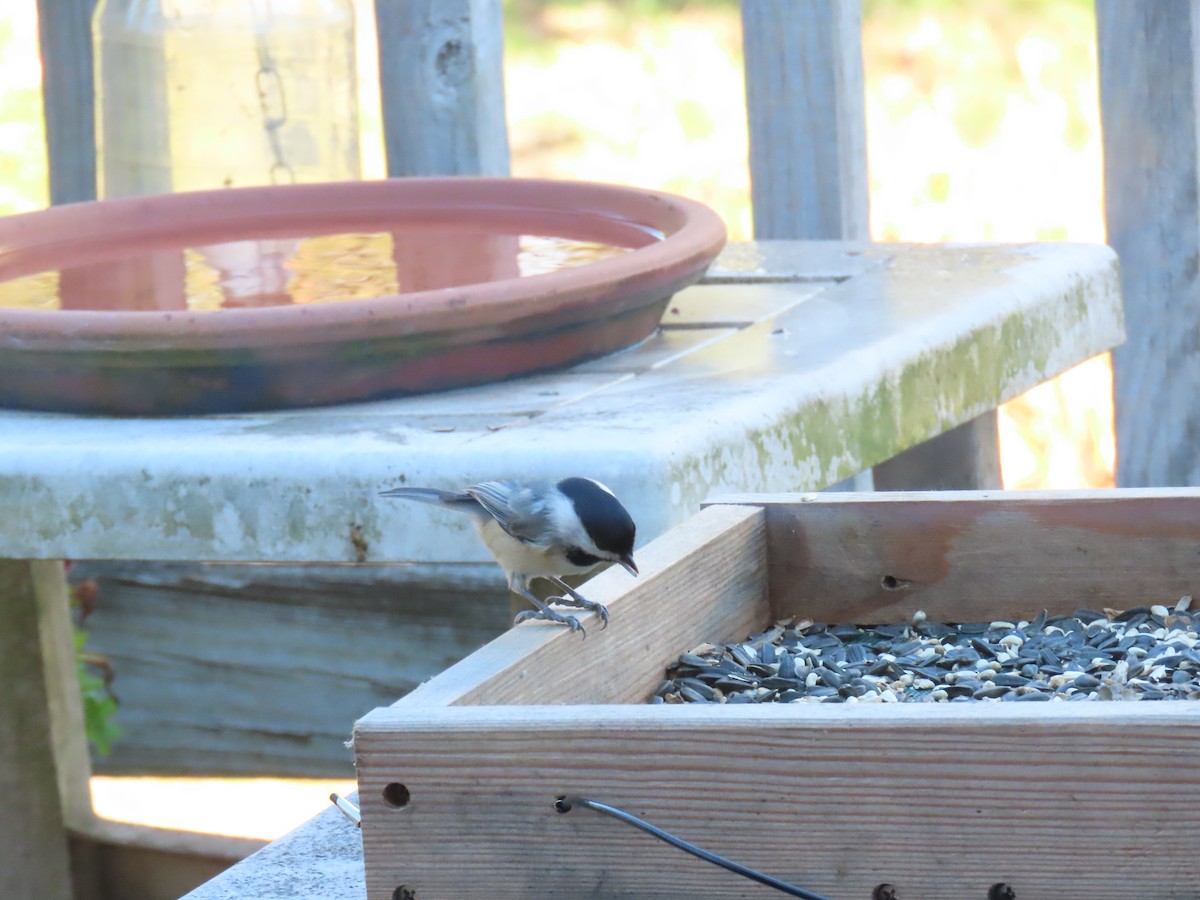 Carolina Chickadee - ML644672449