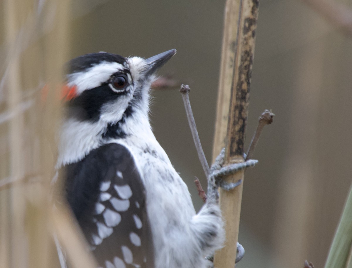 Downy Woodpecker - ML644672454