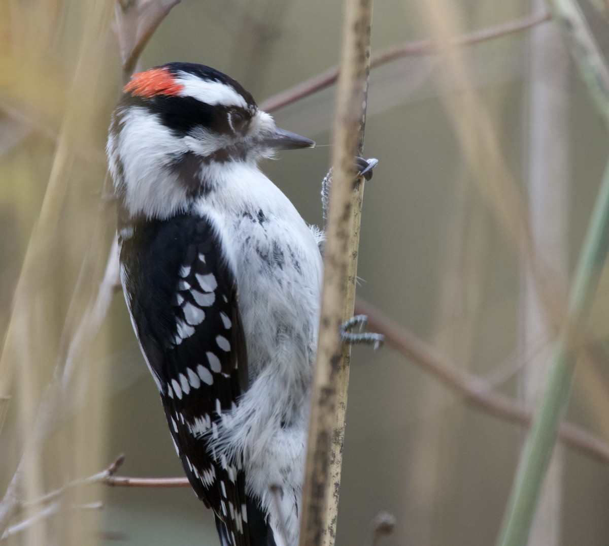 Downy Woodpecker - ML644672455
