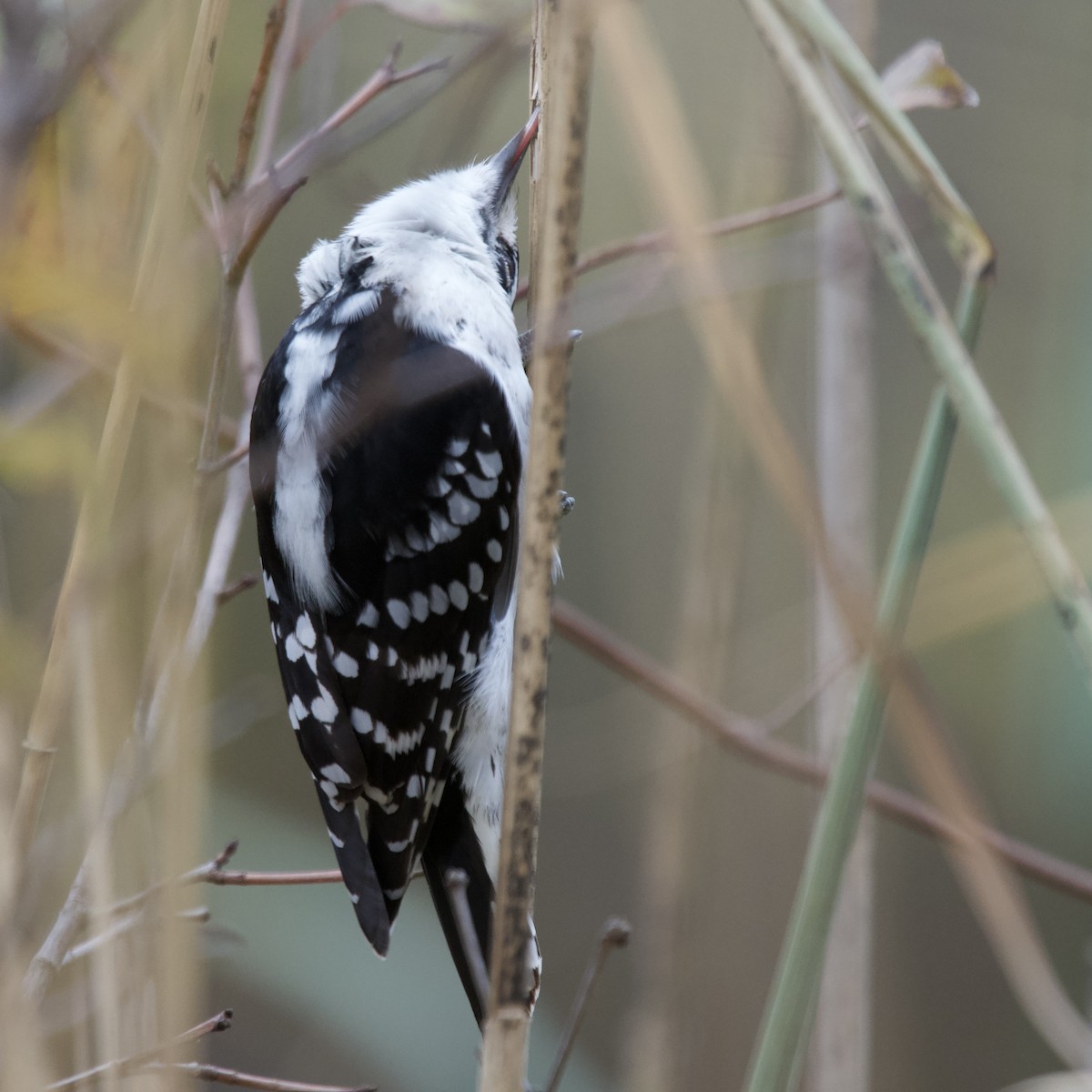 Downy Woodpecker - ML644672456