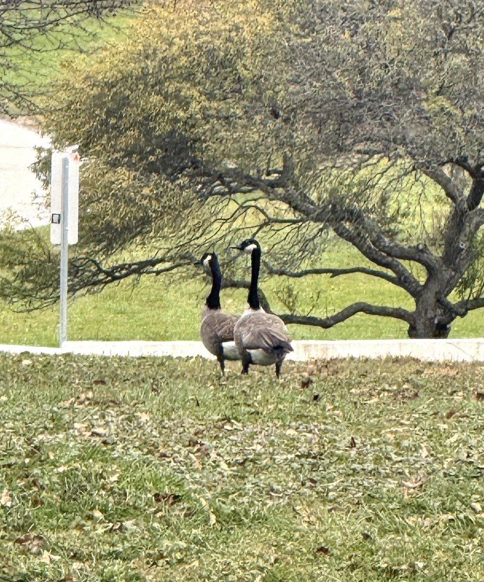 Canada Goose - ML644672457