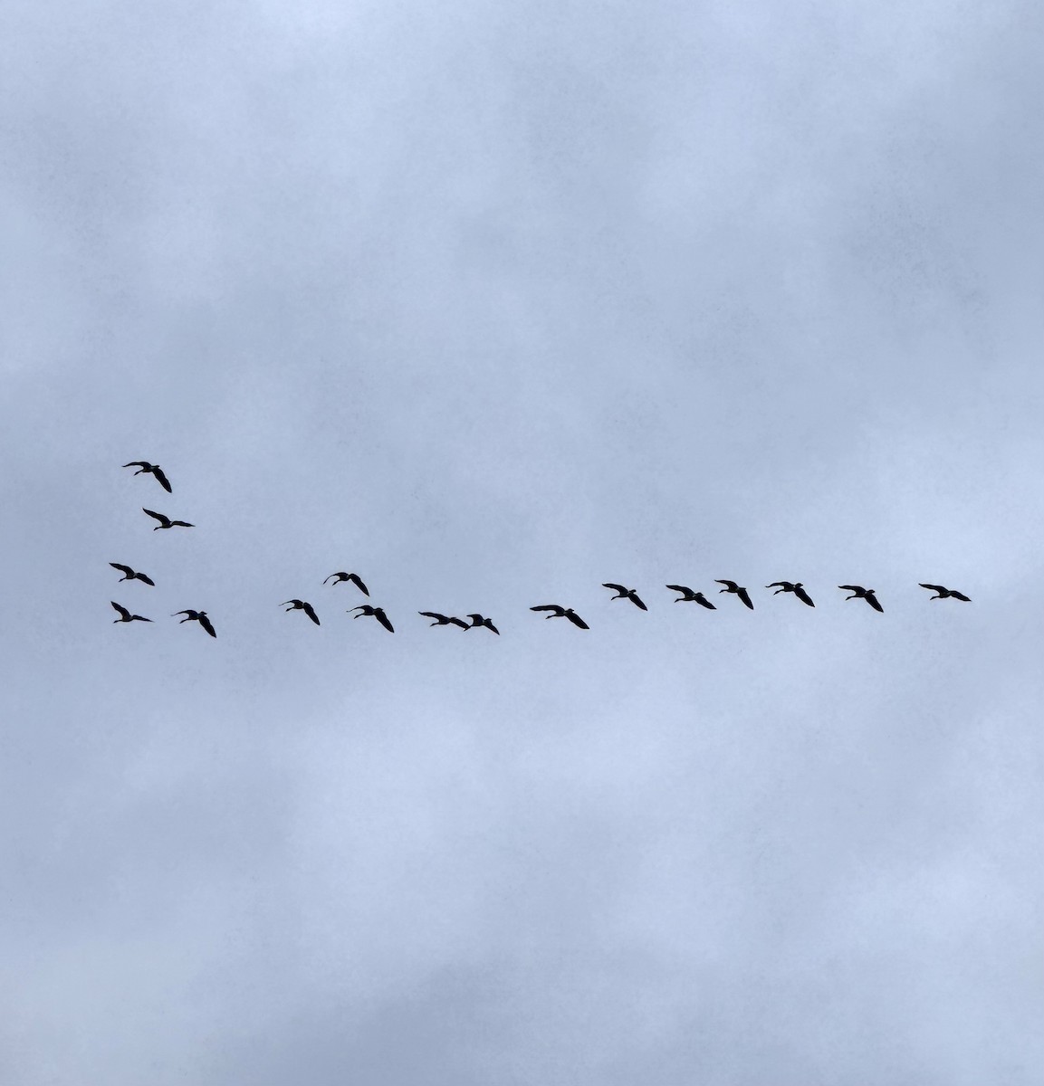 Canada Goose - ML644672460