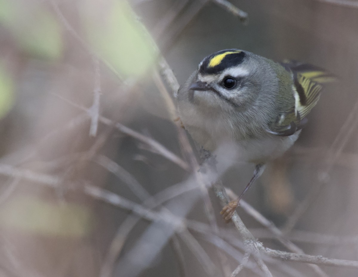 Golden-crowned Kinglet - ML644672462