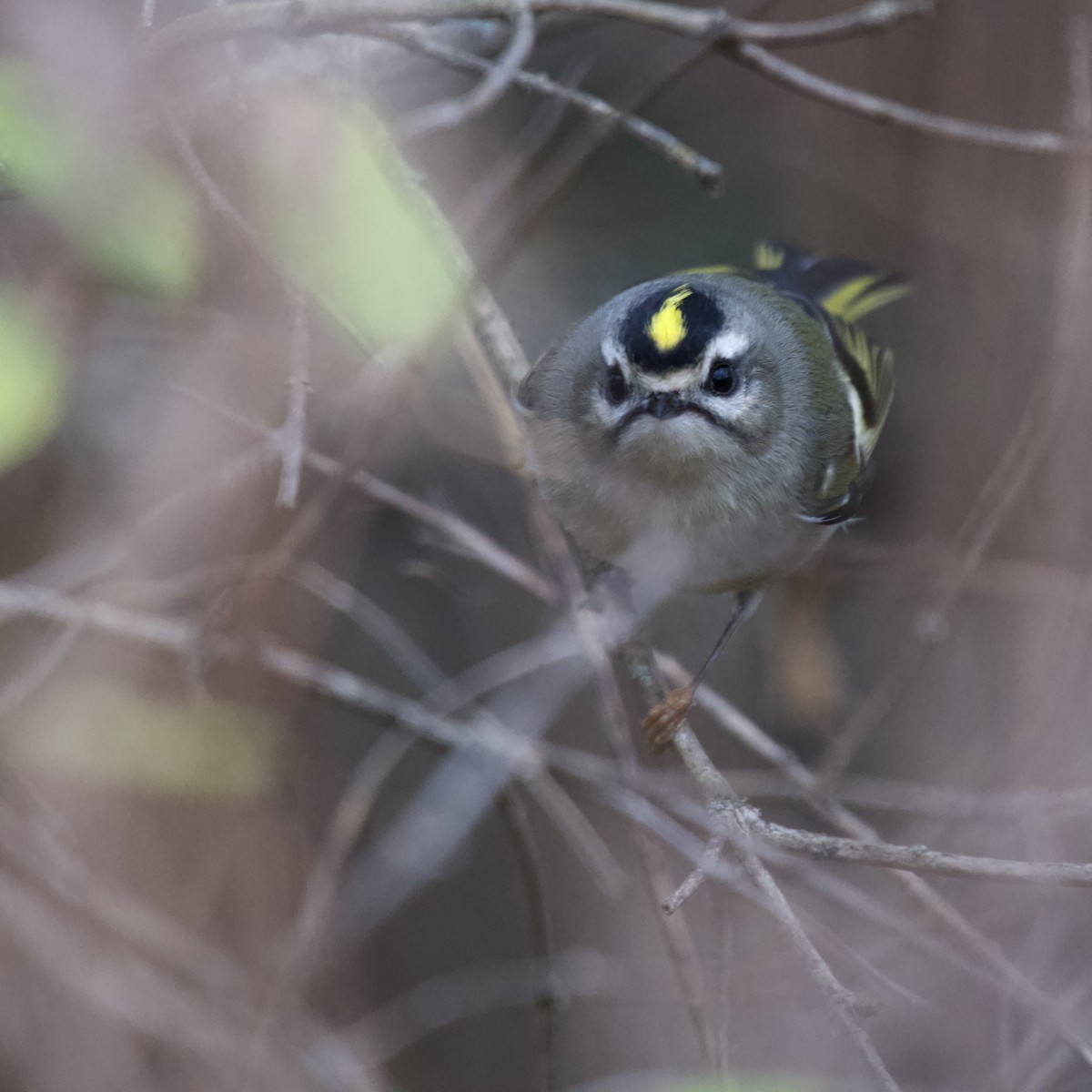 Golden-crowned Kinglet - ML644672463