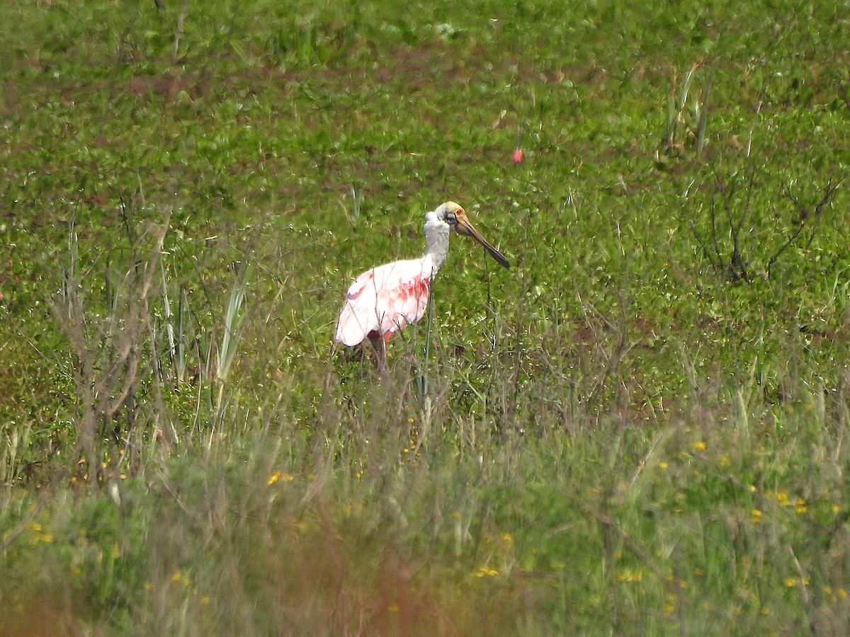 Rosalöffler - ML644672465