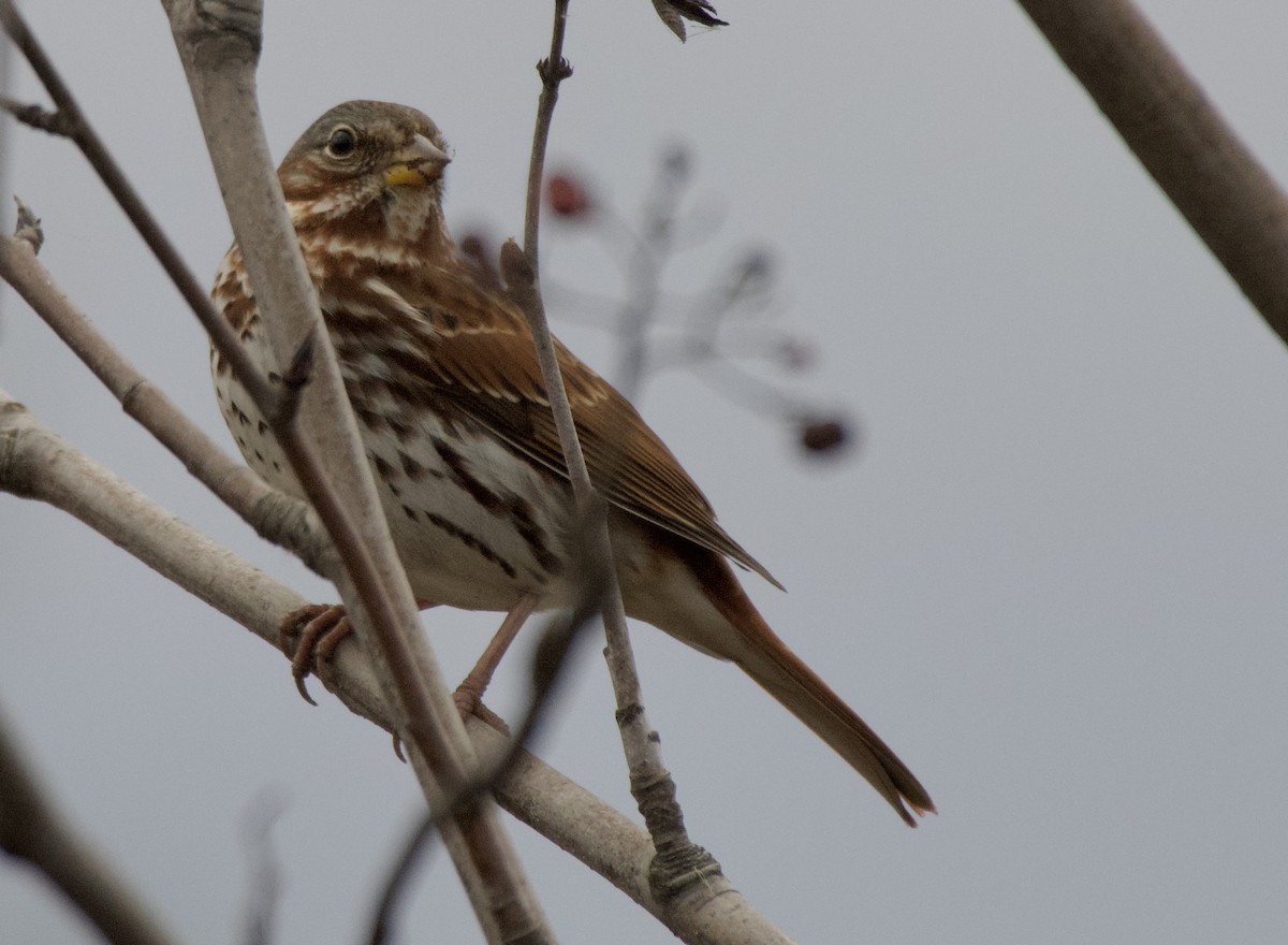 strnadec kaštanový - ML644672470