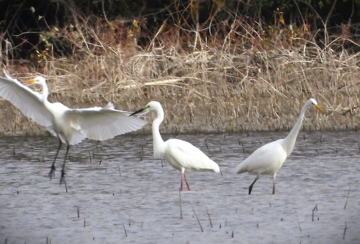 ダイサギ - ML644672471