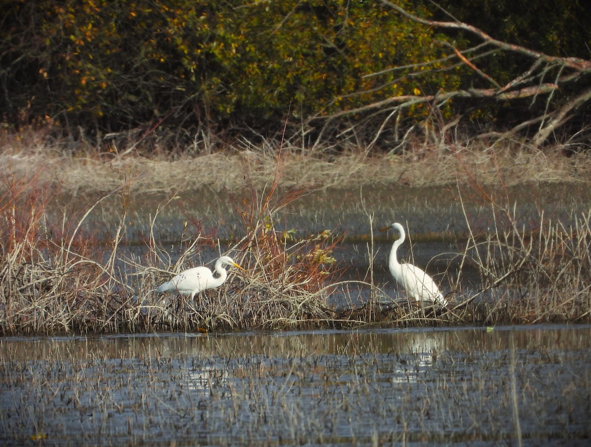 ダイサギ - ML644672472