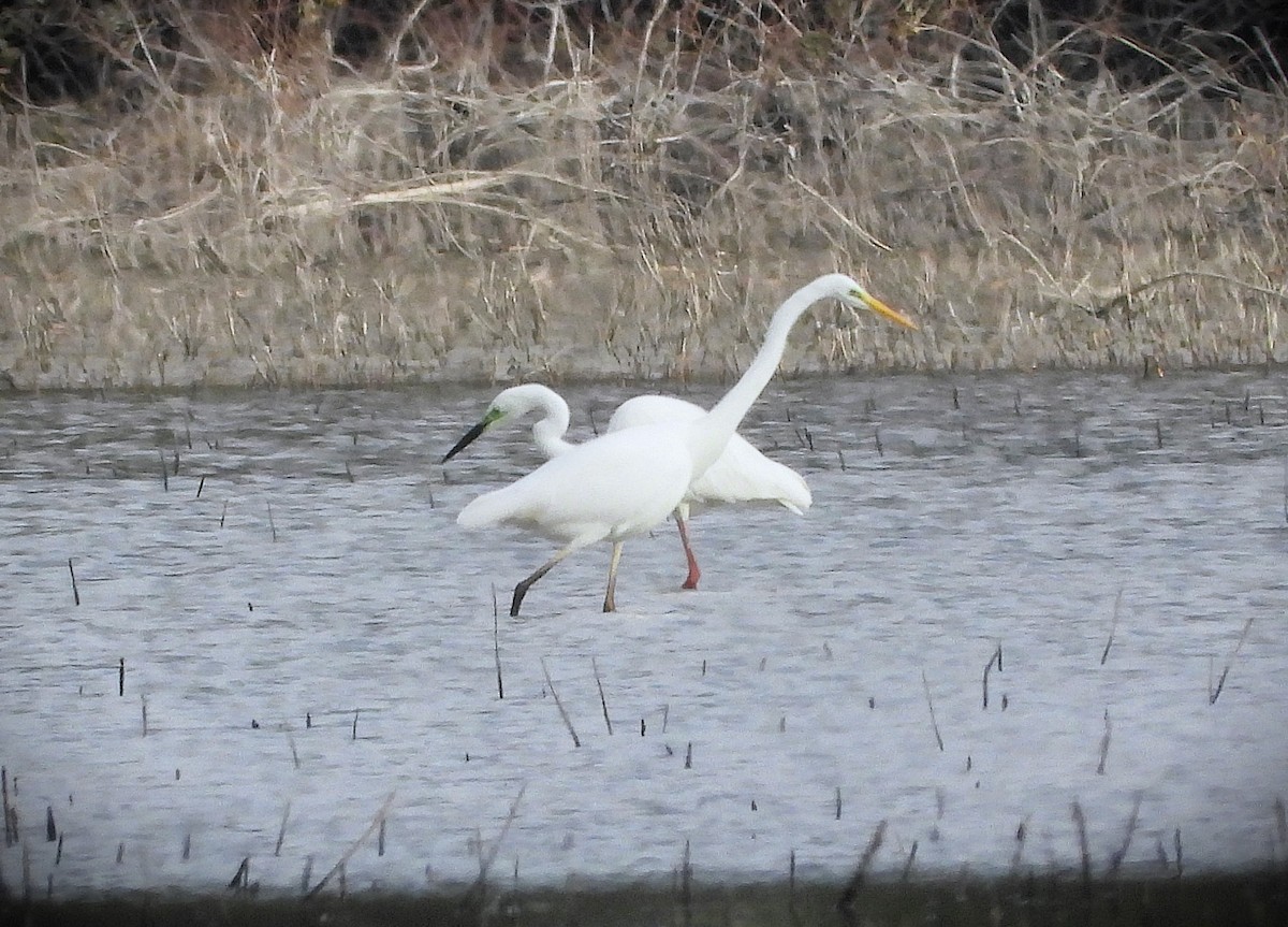 ダイサギ - ML644672473