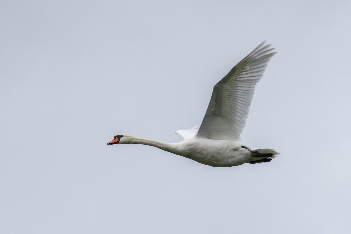 疣鼻天鵝 - ML644672481