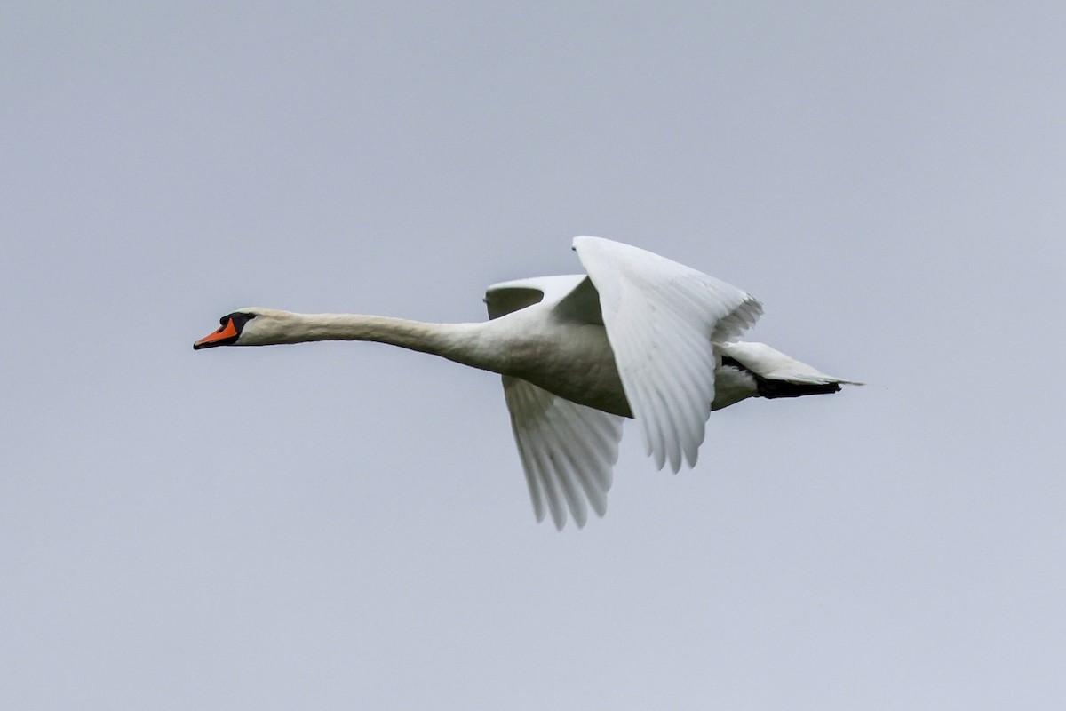 疣鼻天鵝 - ML644672482