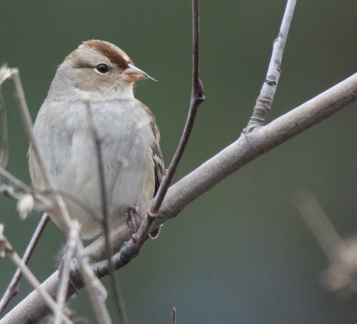 White-crowned Sparrow - ML644672488
