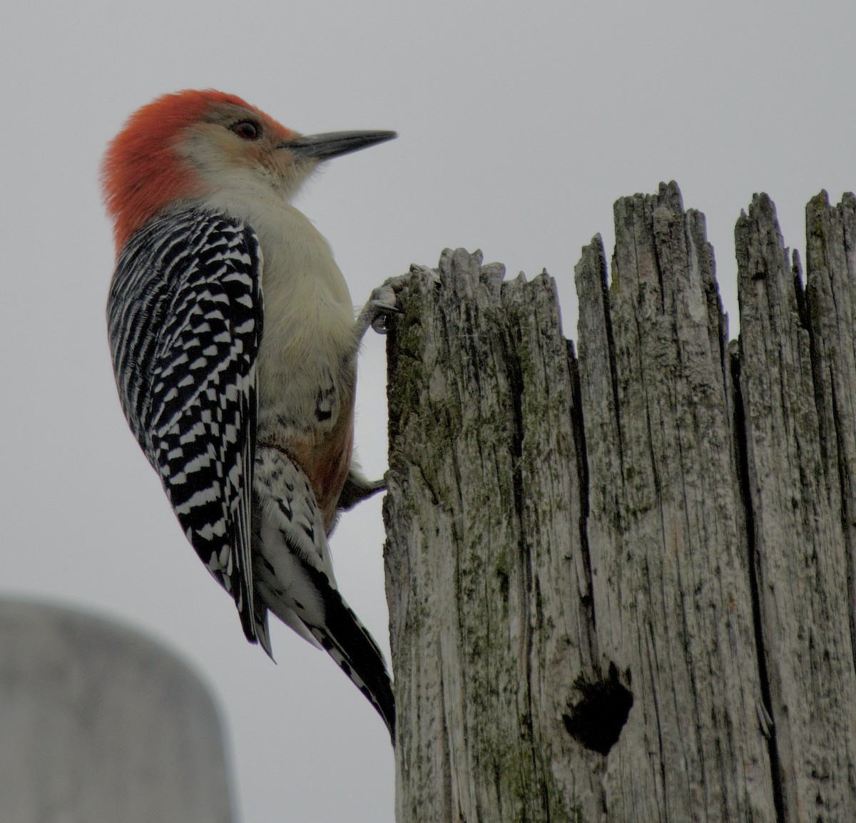 Red-bellied Woodpecker - ML644672499