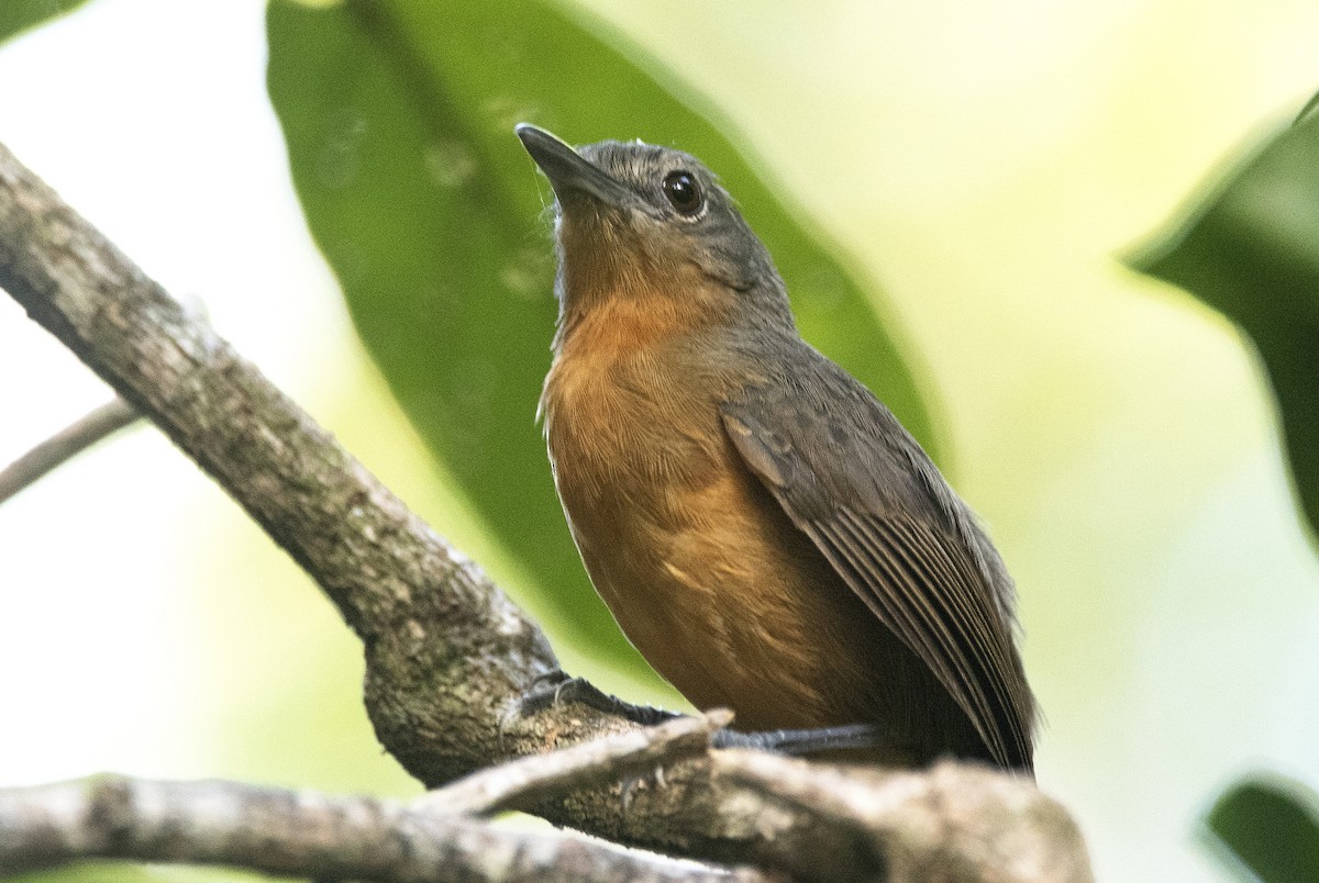 Амазонская муравьянка - ML644672505