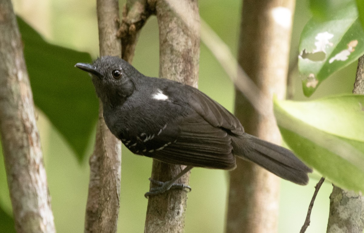 Амазонская муравьянка - ML644672506