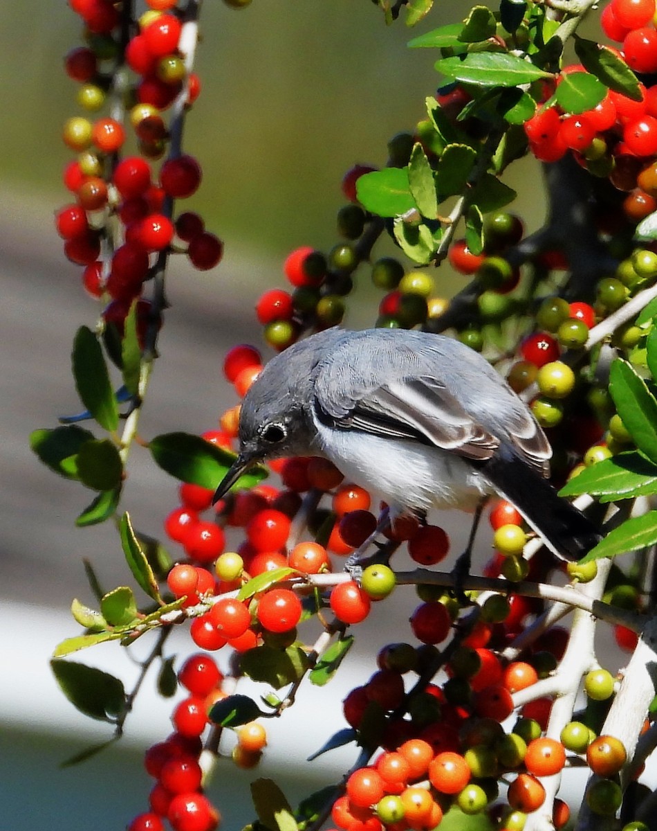 Blue-gray Gnatcatcher - ML644672512