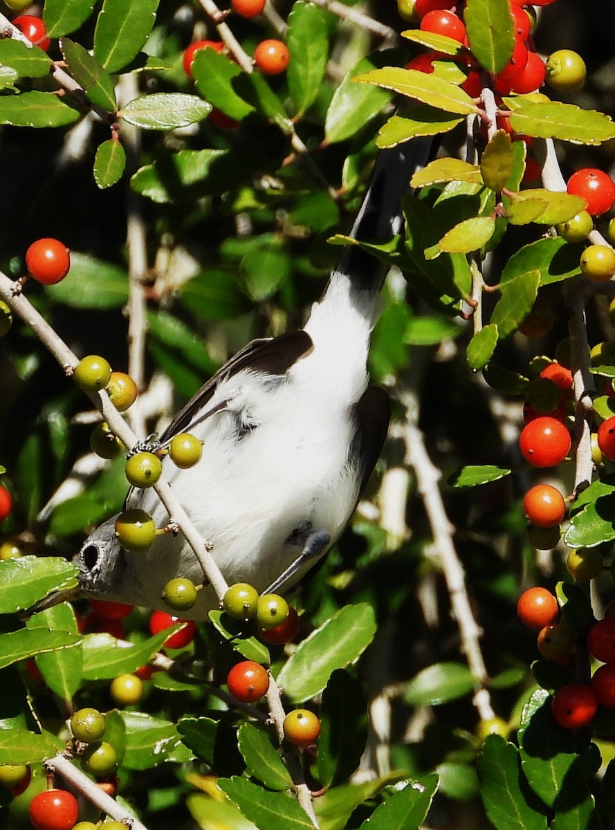 Blue-gray Gnatcatcher - ML644672513