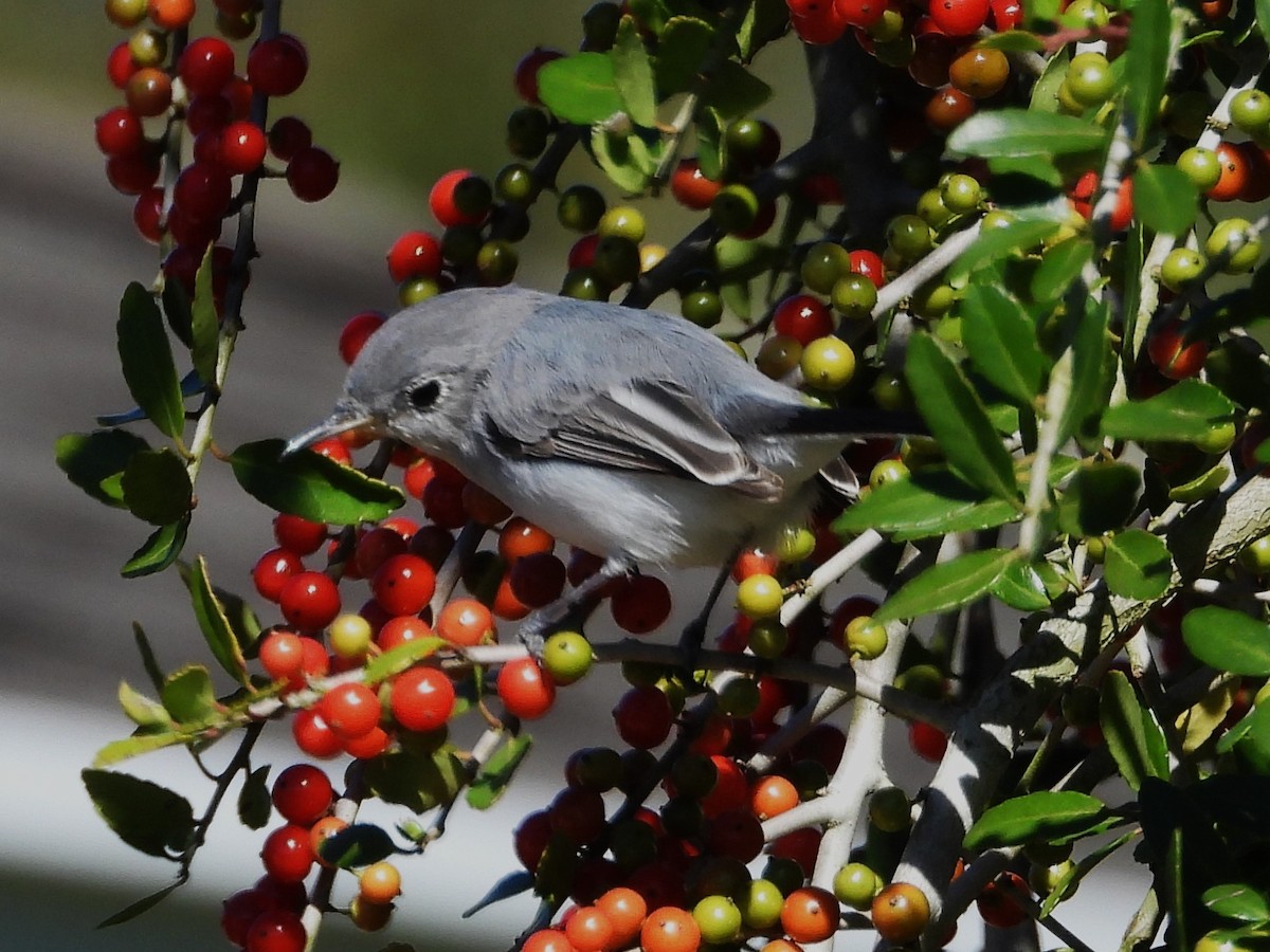 Blue-gray Gnatcatcher - ML644672514